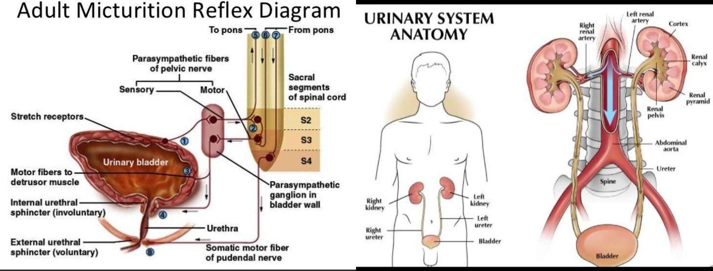 Impaired Urinary Elimination Care Plan & Nursing Diagnosis Writing Help ...